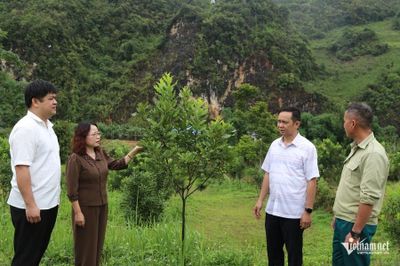 Vùng đất chiến trường xưa trở thành 'mỏ vàng xanh'