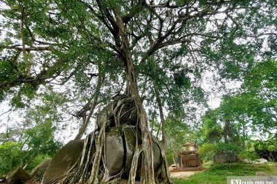 Cận cảnh cây sanh di sản nghìn tuổi ôm đá thế 'mâm xôi con gà' độc nhất vô nhị ở Nghệ An