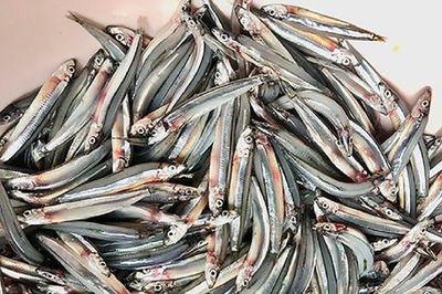 2 loại cá rẻ bèo ở chợ Việt nhưng 'cực tốt' cho sức khỏe