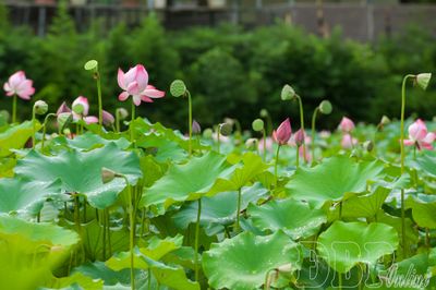 Hương sen giữa trời biên cương