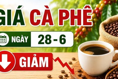 Giá cà phê ngày 28-6: Quay đầu giảm 600 đồng/kg