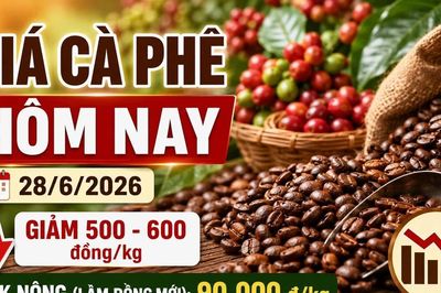 Giá cà phê hôm nay 28/6: Giảm sau khi vượt 90.000 đồng/kg