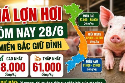 Giá lợn hơi hôm nay 28/6: Miền Bắc giữ đỉnh 68.000 đồng/kg