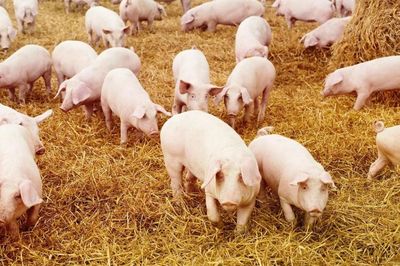 Ngày 28/6: Giá heo hơi tại nhiều địa phương giảm về 66.000 đồng/kg