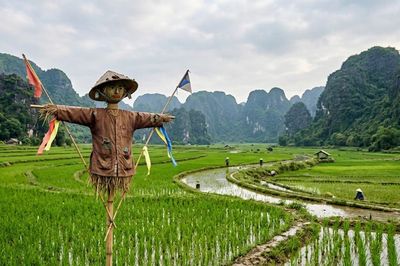 Vì sao bù nhìn trên đồng ruộng đánh lừa được các loài chim thông minh?