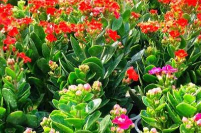 Tuổi Ngọ hợp cây gì để bàn để sự nghiệp hanh thông, hút tài lộc?