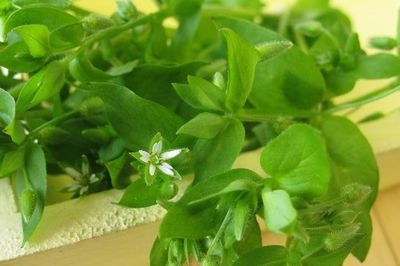 Tiềm năng làm đẹp từ rau xương cá