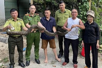 Khống chế và giao nộp cá thể trăn hoang dã cho cơ quan chức năng