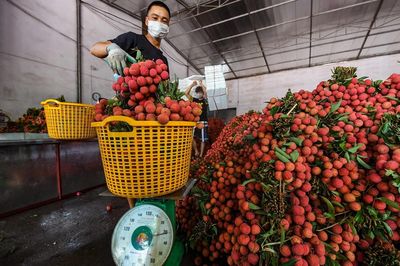 Bán trái vải qua nước ngoài, Việt Nam thu về hơn 16 triệu USD