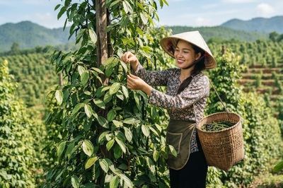Giá hồ tiêu hôm nay 29.6: Trong nước chững lại, thị trường chờ lực mua mới