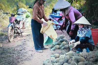 Cây dứa, đòn bẩy phát triển kinh tế Đức Phú