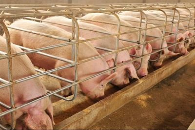 Giá heo hơi hôm nay 29/6: Một số địa phương miền Bắc và Trung - Tây Nguyên tiếp tục giảm, miền Nam chưa có biến động mới
