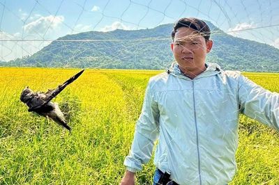 Lưới tàng hình bủa vây đàn chim yến