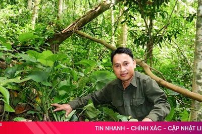 Hà Tĩnh nhận hơn 159 tỷ đồng từ nguồn chi trả giảm phát thải khí nhà kính