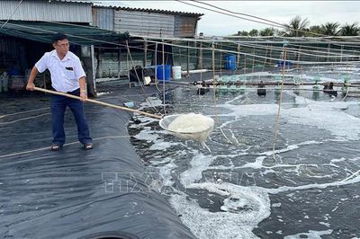 Giá tôm thẻ chân trắng tiếp tục giảm, nhiều hộ nuôi phải 'neo tôm'