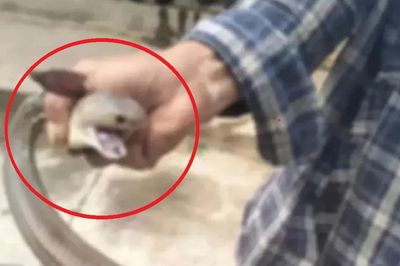 Bắt rắn bằng tay không, người đàn ông chụp ảnh và cái kết 'gây sốc'