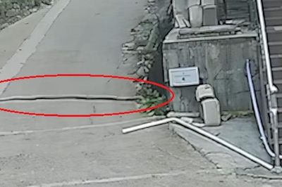 Bắt sống rắn hổ mang dài 3 mét, nặng 6kg trên đường