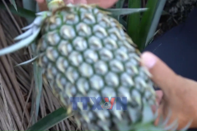 Nâng cao giá trị và thương hiệu khóm Tắc Cậu