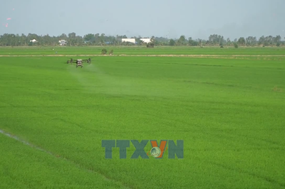Đồng Tháp: Các hợp tác xã đẩy mạnh chuyển đổi số trong sản xuất, kinh doanh