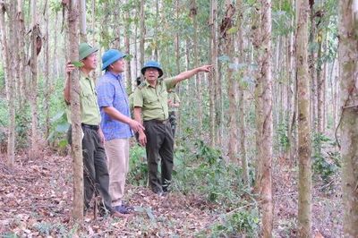 Bắc Ninh: Khai thác lợi thế phát triển rừng gỗ lớn
