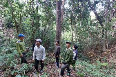 Gia Lai: Phát hiện 153 vụ vi phạm pháp luật về lâm nghiệp