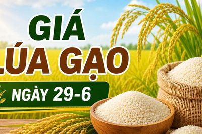 Giá lúa gạo ngày 29-6: Gạo xuất khẩu tiếp tục khởi sắc