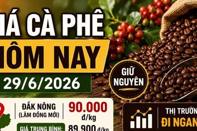 Giá cà phê hôm nay 29/6: Giữ nguyên, cao nhất 90.000 đồng/kg