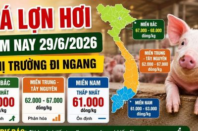 Giá lợn hơi hôm nay 29/6: Thị trường đi ngang