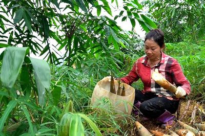 Các địa phương bước vào mùa thu hoạch tre măng