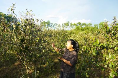 Nắng hạn kéo dài, người trồng sim lo mất mùa
