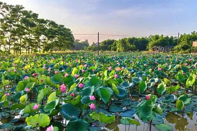 Ruộng trũng 'hồi sinh'