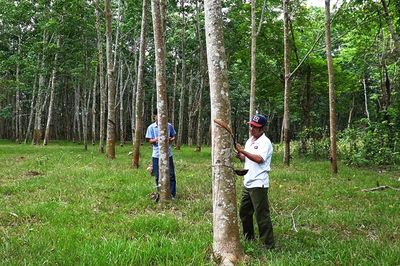 Mủ cao su tăng giá, nông dân A Dơi phấn khởi