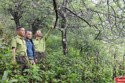 Ngọc Chiến sử dụng hiệu quả nguồn thu dịch vụ môi trường rừng