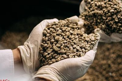 Nhượng quyền thương hiệu cà phê sạch và chất lượng đạt chuẩn ISO 22000:2018