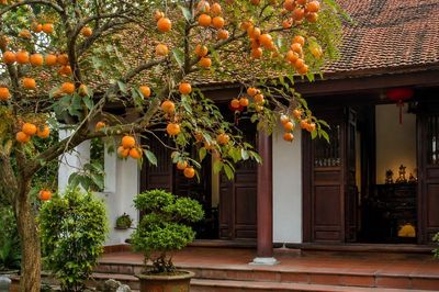 'Cây lành đón lộc': 5 loại cây mang ý nghĩa may mắn, thịnh vượng khi trồng trong nhà