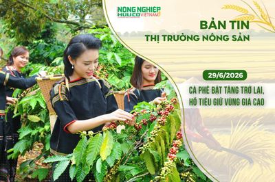 Thị trường nông sản 29/6/2026: Cà phê bật tăng trở lại, hồ tiêu giữ vùng giá cao