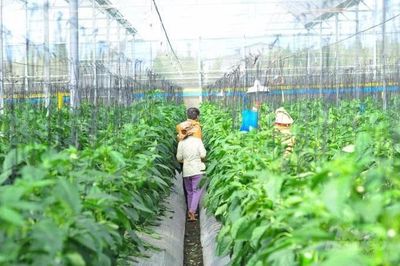 Đôn đốc hoàn thiện báo cáo, đề xuất mức hỗ trợ phát triển sản xuất giai đoạn 2026-2030