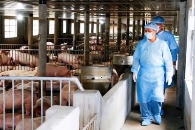 Khánh Hòa tăng cường phòng, chống dịch bệnh, phấn đấu giảm 30% ổ dịch gia súc, gia cầm