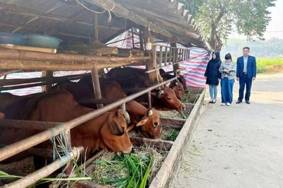 Tuyên Quang ban hành quy định mật độ chăn nuôi tối đa đến năm 2030