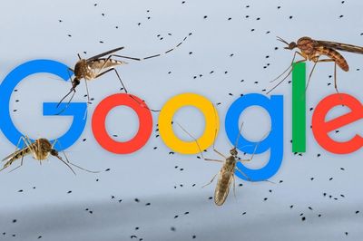 Google muốn thả 32 triệu con muỗi 'công nghệ' về rừng: Mục tiêu là gì?