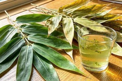 Nên uống nước lá tre khô hay tươi tốt hơn?