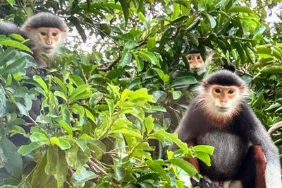 Khách Tây lên núi Khỉ ở Đà Nẵng tìm loài linh trưởng đẹp nhất thế giới