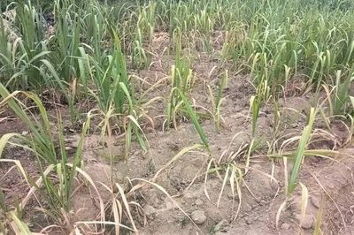 Nắng hạn khiến hàng trăm ha mía nguyên liệu ở Nghệ An bị khô héo