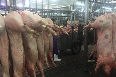 Giá heo hơi hôm nay, 30-6: Chợ đầu mối tiếp tục điều chỉnh giảm