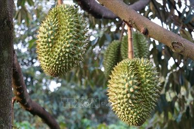 Đồng Tháp đặt mục tiêu sẽ cấp mới gần 160.000 ha mã số vùng trồng
