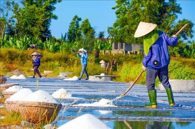 Nghề muối Châu Hạ trước thách thức thu nhập và đầu ra