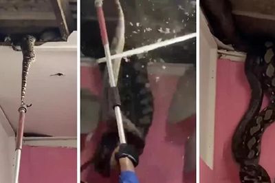 Nửa đêm phát hiện cảnh tượng 'nổi da gà', cả làng liền ùn ùn đến xem