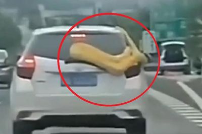 Đang lái xe, tài xế bất ngờ phát hiện con trăn 'khổng lồ' 3 mét bám chặt ô tô