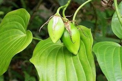 Loại cây mọc dại được ví quý 'như sâm người nghèo', giúp bổ phổi, giảm ho nhưng ít người biết đến