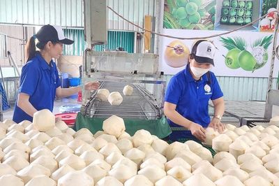 Cơ hội lớn để dừa Việt Nam tiếp tục khẳng định vị thế dẫn đầu tại Đài Loan
